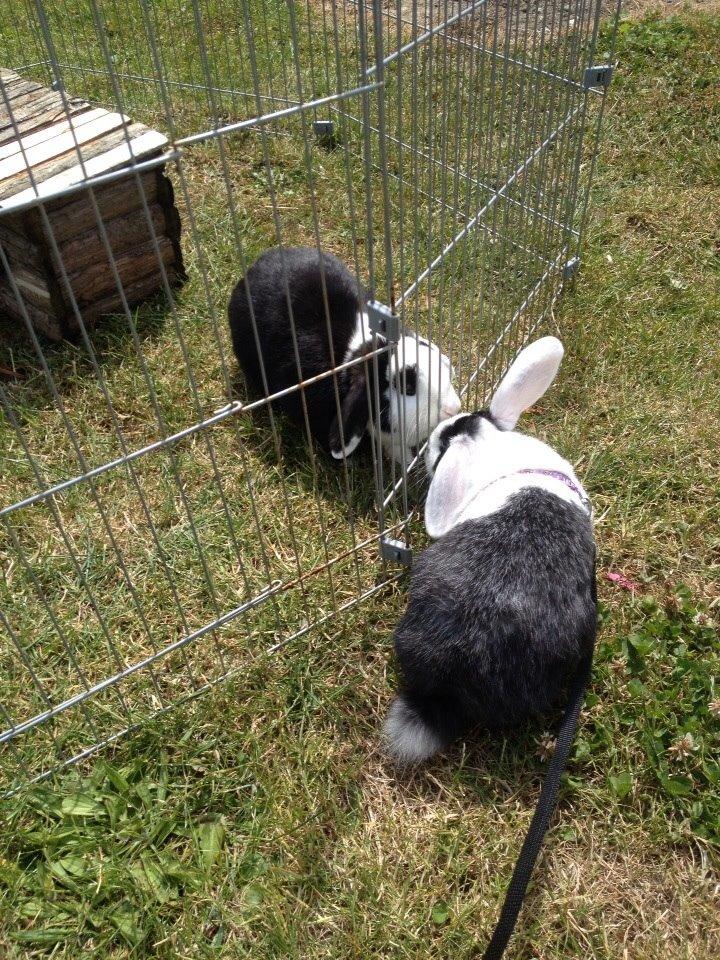 Kanin Brocks Arks Dixie *solgt* billede 2