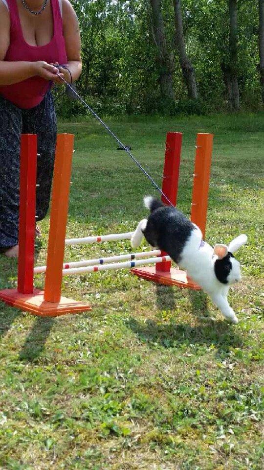 Kanin Brocks Arks Dixie *solgt* billede 4