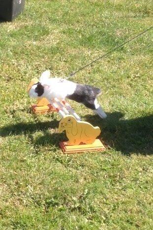 Kanin Brocks Arks Dixie *solgt* billede 3