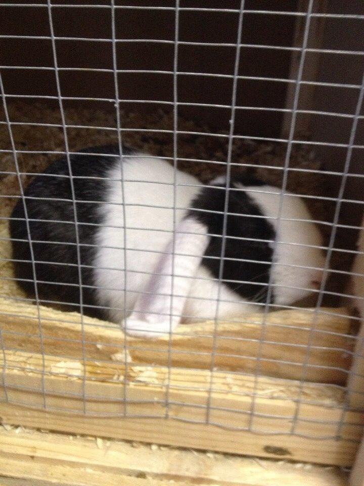 Kanin Brocks Arks Dixie *solgt* billede 6