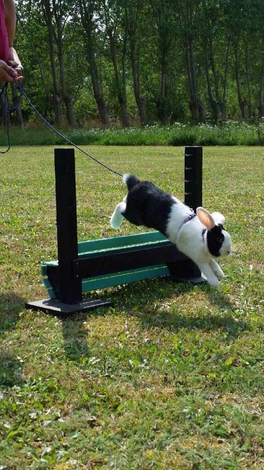 Kanin Brocks Arks Dixie *solgt* billede 5