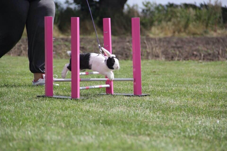 Kanin Brocks Arks Dixie *solgt* billede 8