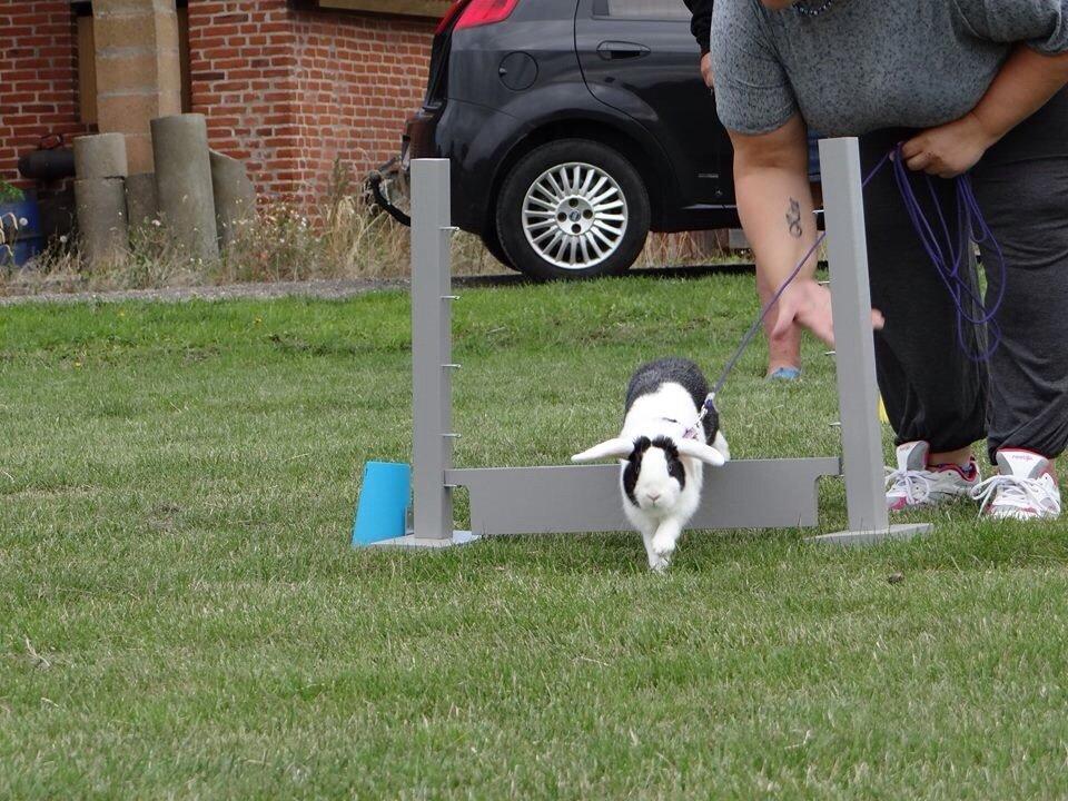 Kanin Brocks Arks Dixie *solgt* billede 7