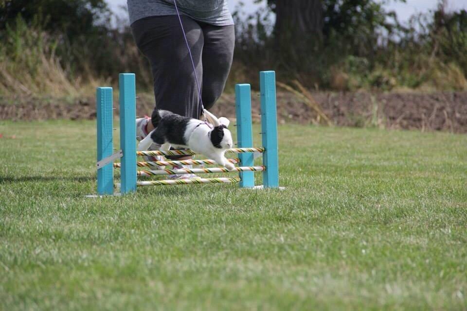 Kanin Brocks Arks Dixie *solgt* billede 9