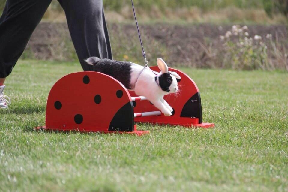 Kanin Brocks Arks Dixie *solgt* billede 10