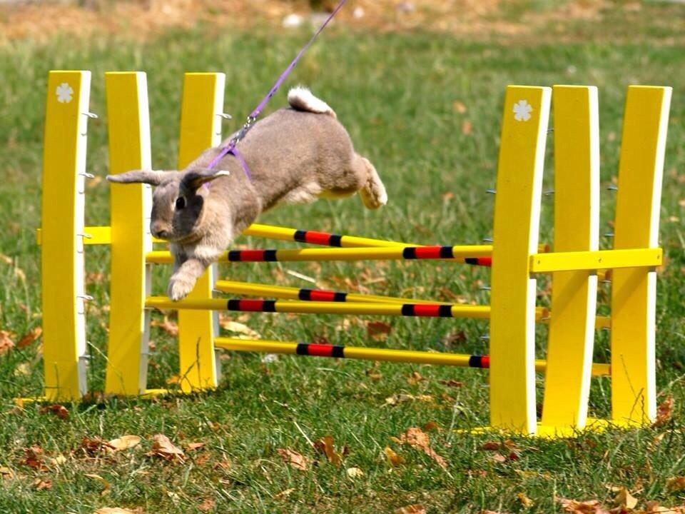 Kanin Zargos Summer Catch Af Klundtes billede 1