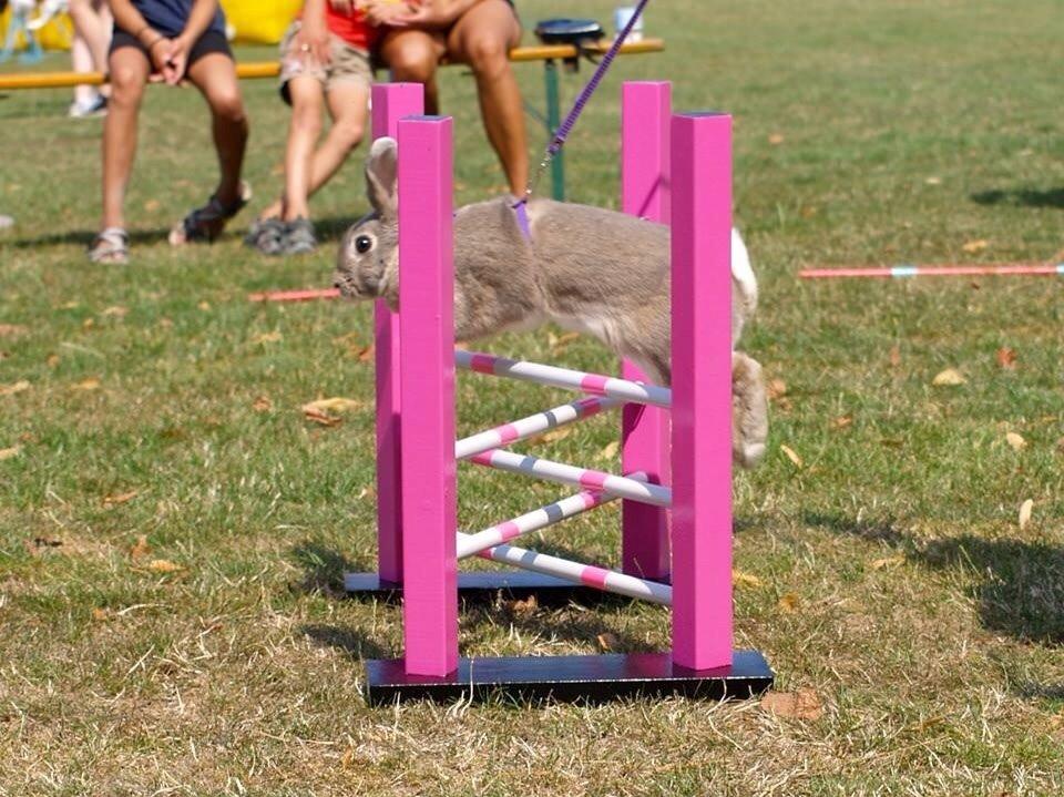 Kanin Zargos Summer Catch Af Klundtes billede 2