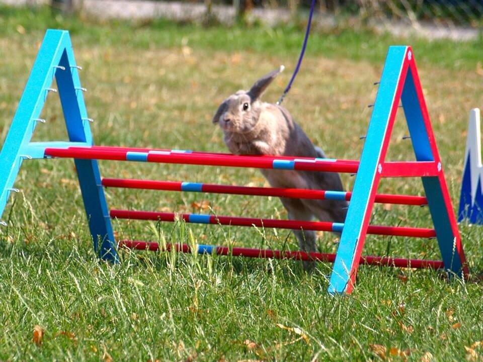 Kanin Zargos Summer Catch Af Klundtes billede 3