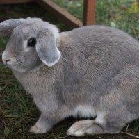 Kanin Zargos Summer Catch Af Klundtes billede 5