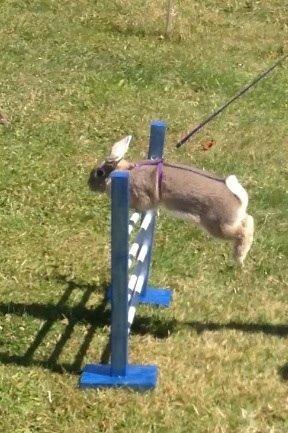 Kanin Zargos Summer Catch Af Klundtes billede 4