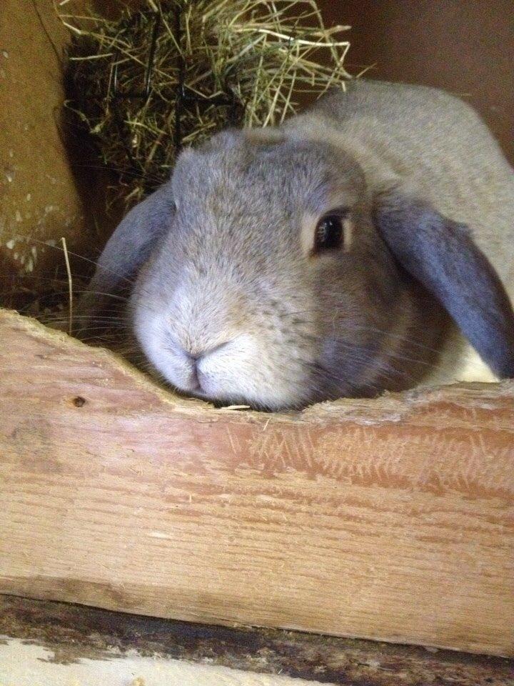 Kanin Zargos Summer Catch Af Klundtes billede 6