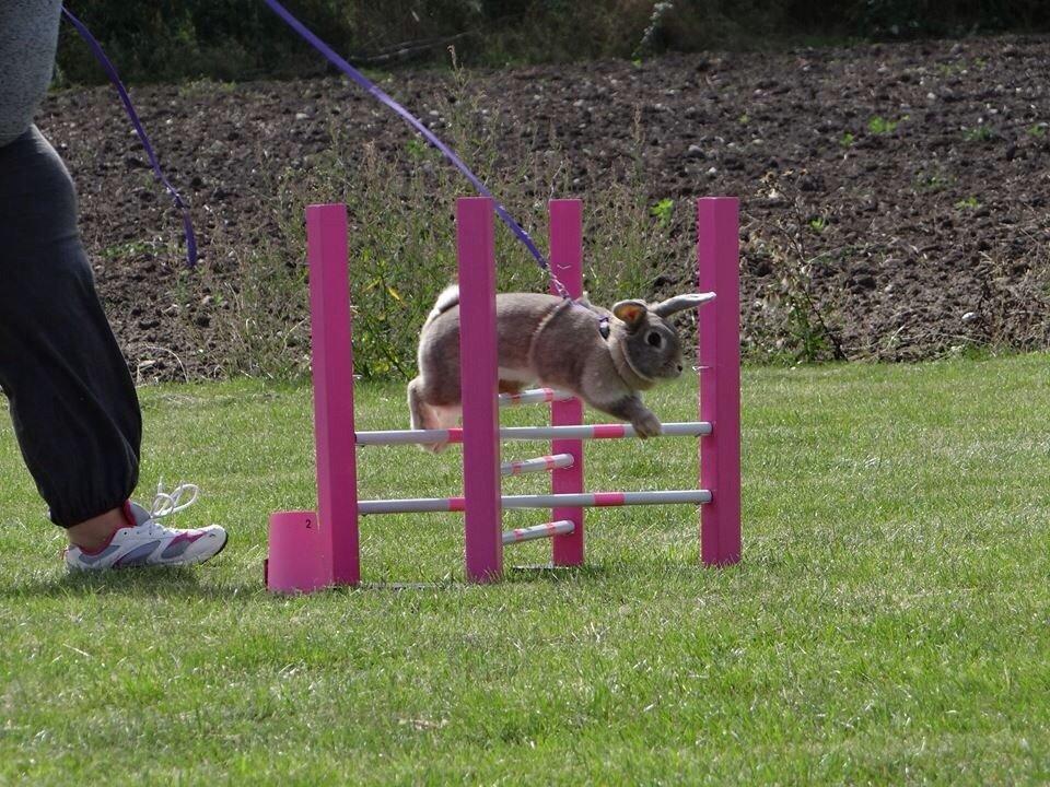 Kanin Zargos Summer Catch Af Klundtes billede 7