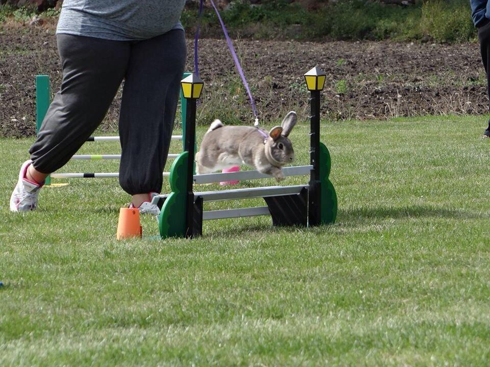 Kanin Zargos Summer Catch Af Klundtes billede 8
