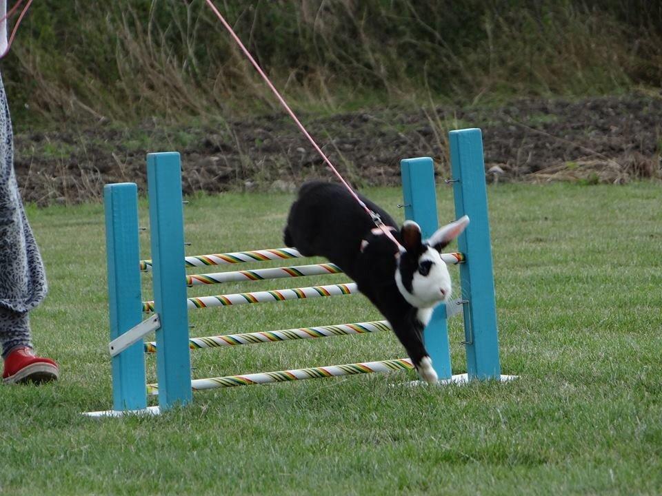 Kanin Brocks Arks Diva billede 2