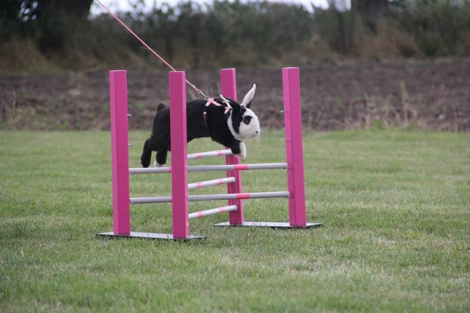 Kanin Brocks Arks Diva billede 3