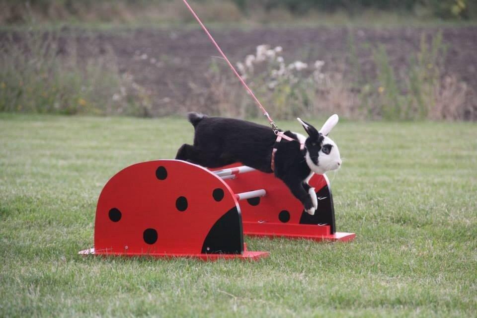 Kanin Brocks Arks Diva billede 4