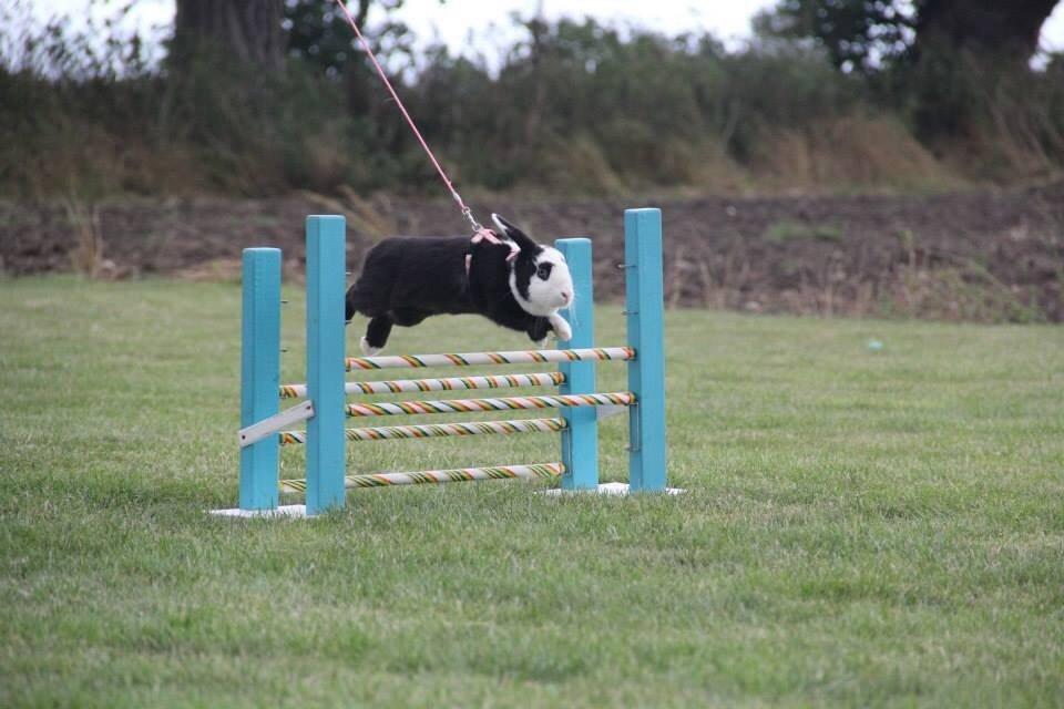 Kanin Brocks Arks Diva billede 5