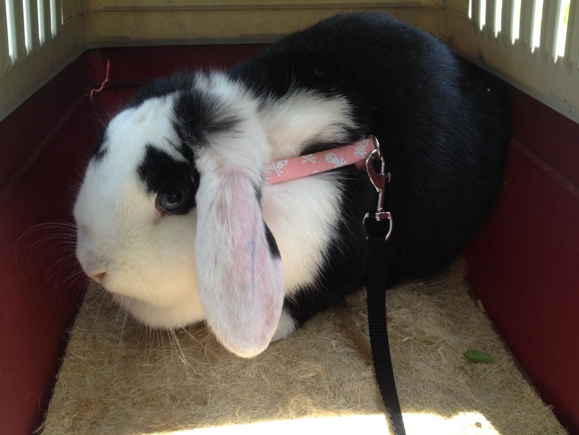 Kanin Brocks Arks Diva billede 6