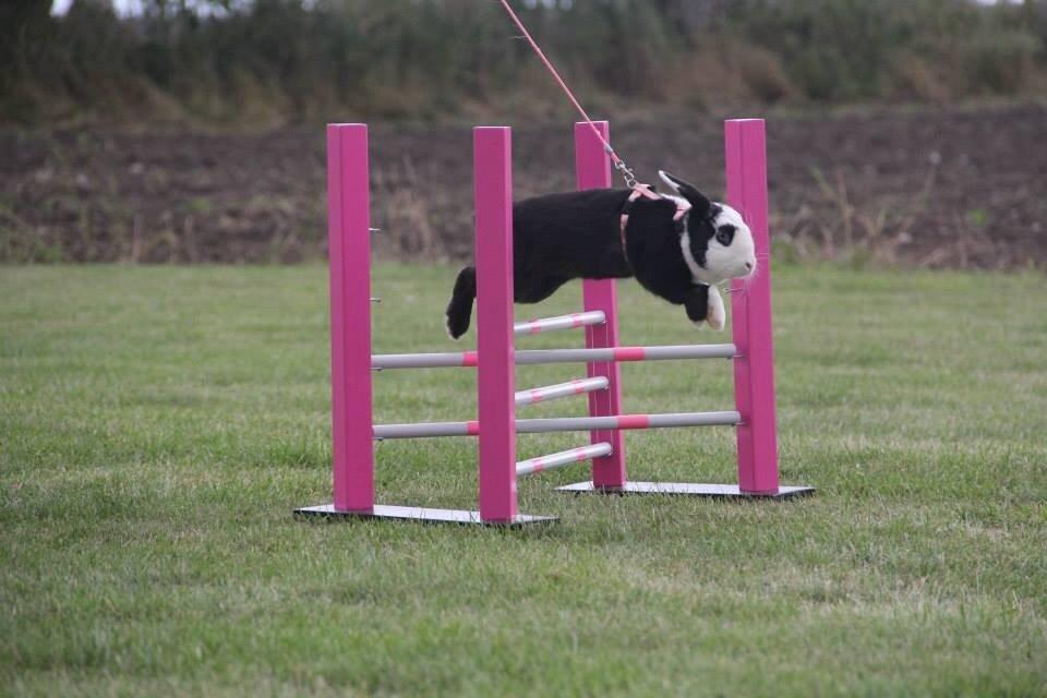 Kanin Brocks Arks Diva billede 7