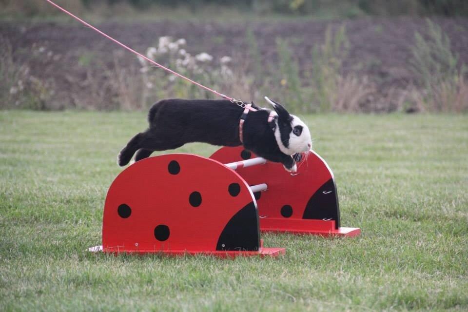 Kanin Brocks Arks Diva billede 10