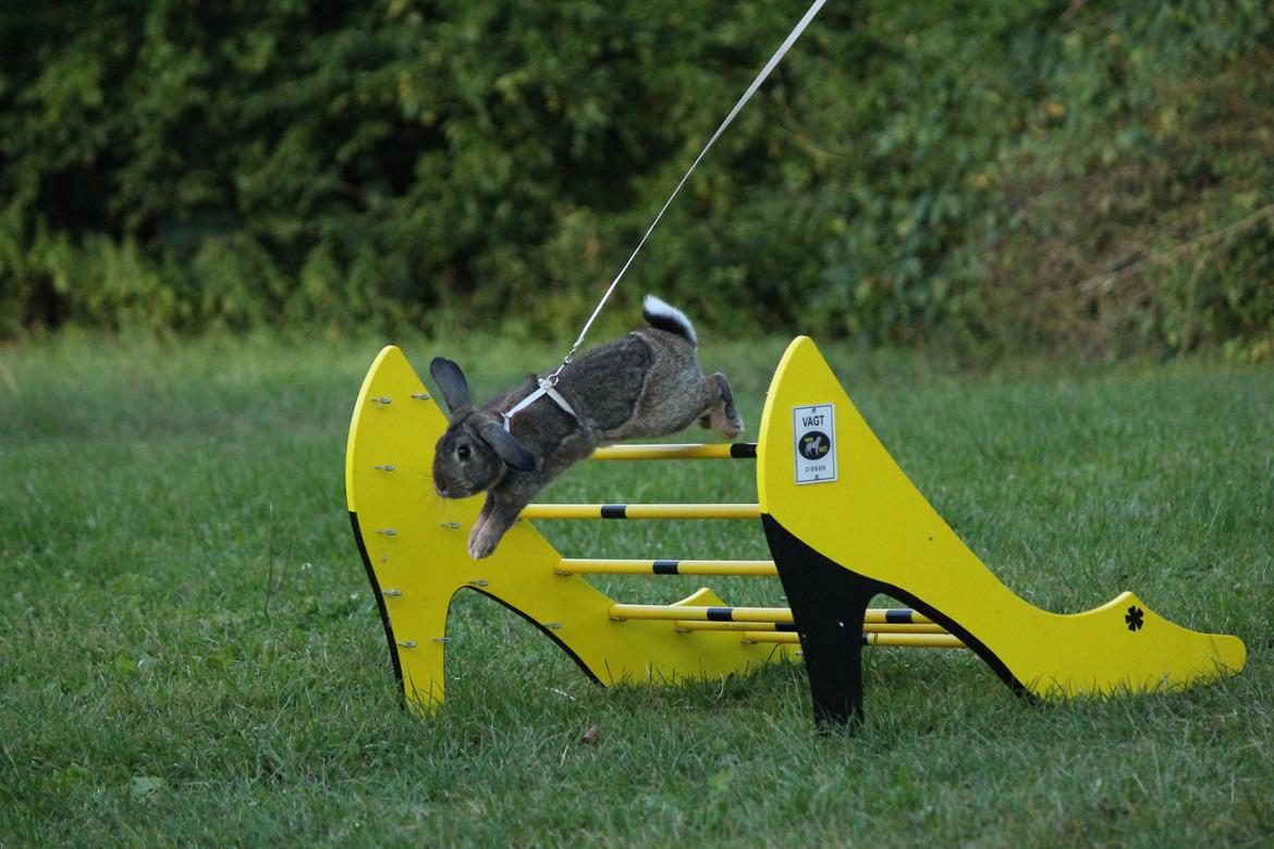 Kanin Lyngs Stand Out billede 20