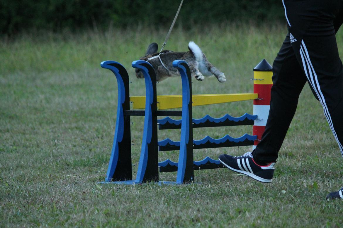 Kanin Lyngs Stand Out billede 19