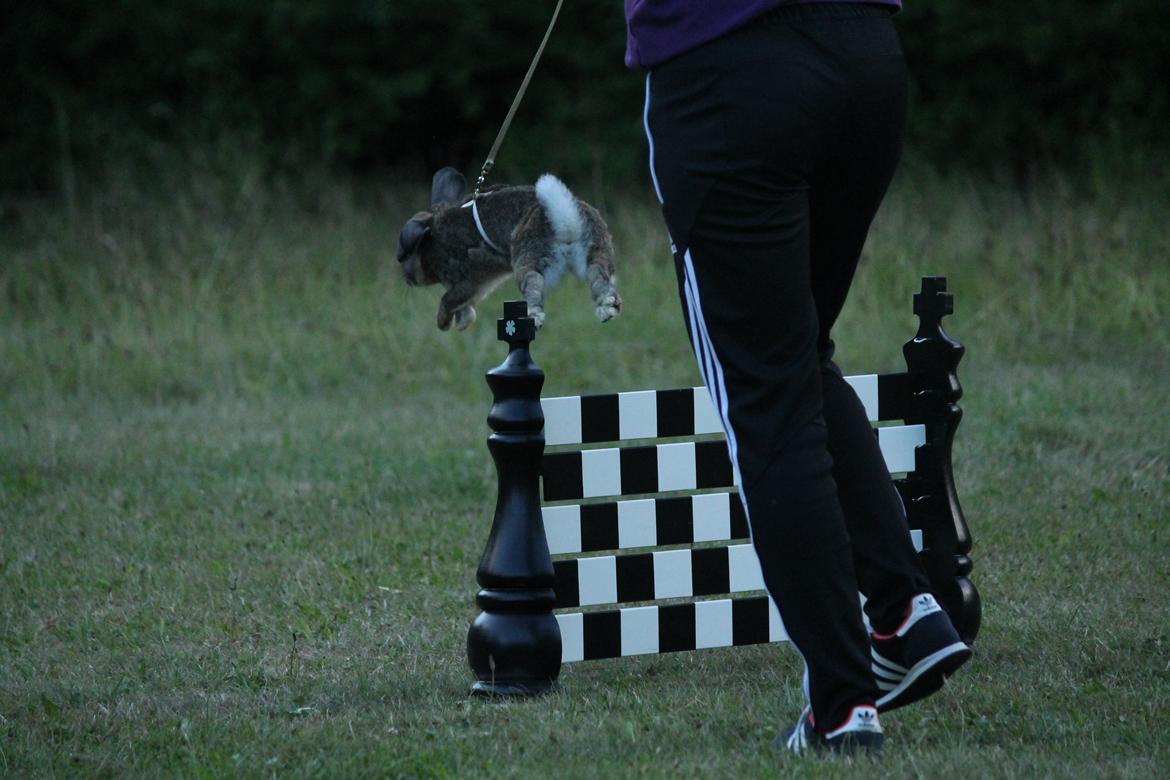 Kanin Lyngs Stand Out billede 18