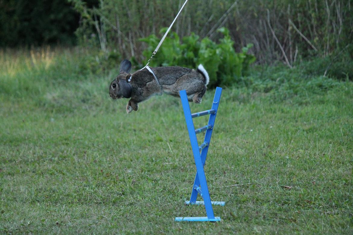 Kanin Lyngs Stand Out billede 29