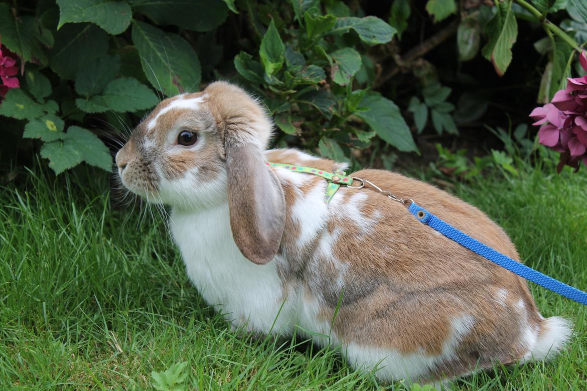 Kanin Lykkebos Mariyo billede 1