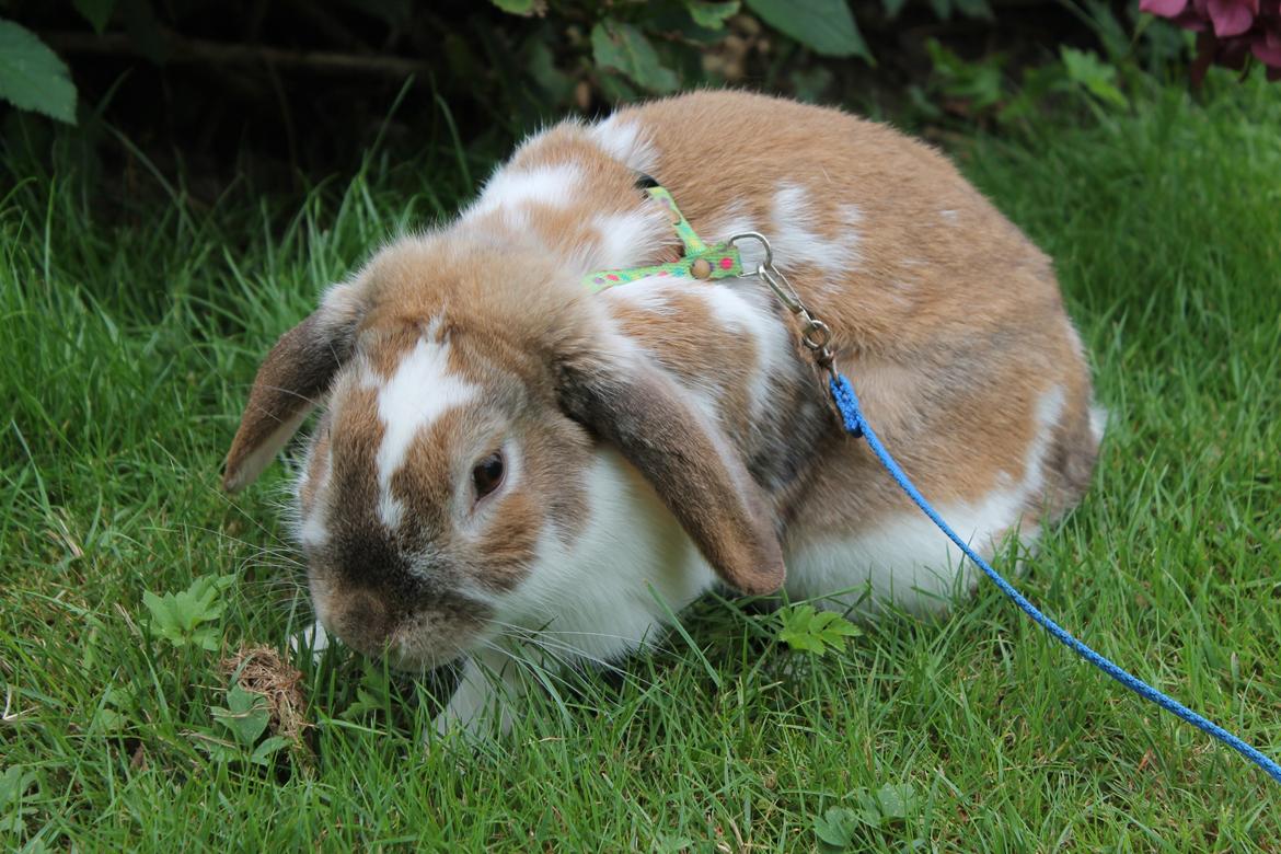 Kanin Lykkebos Mariyo billede 3