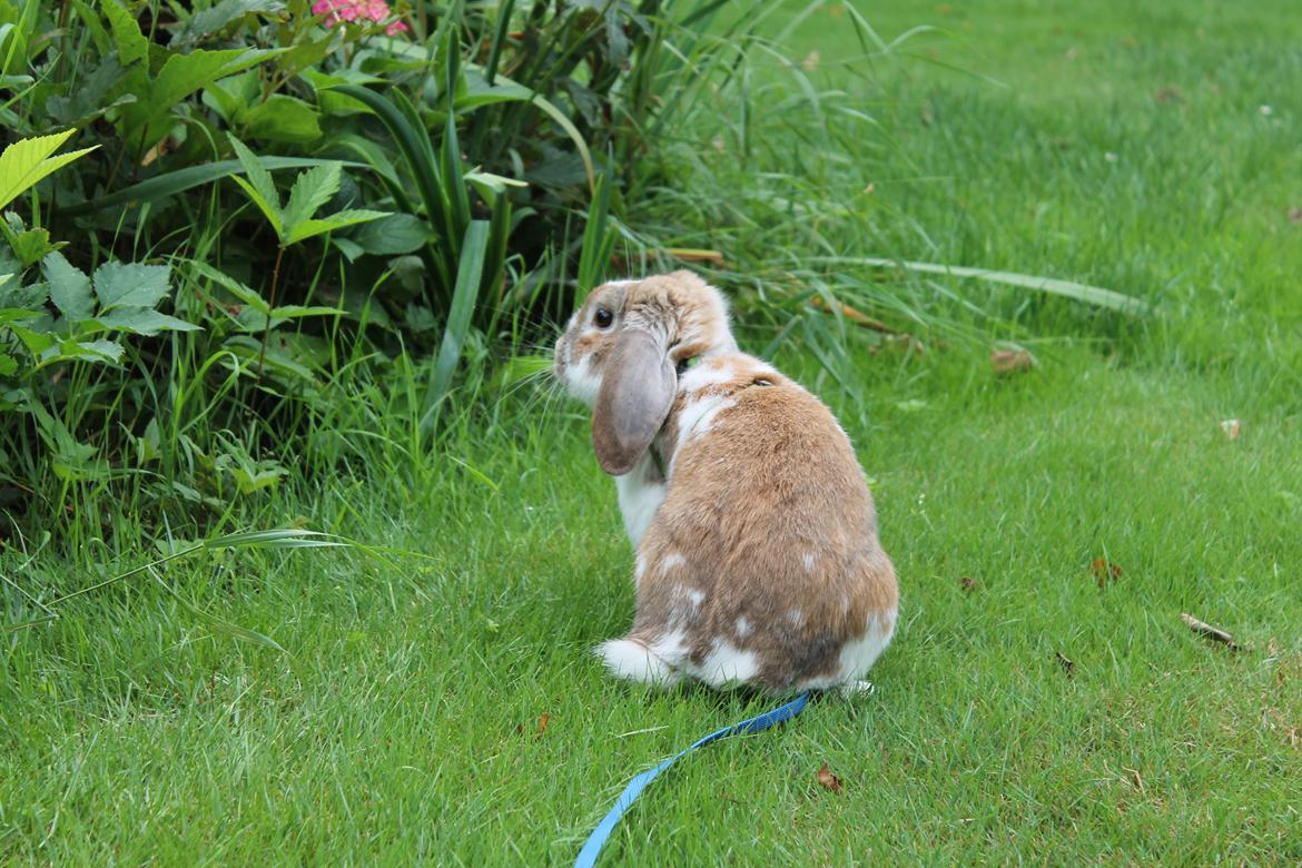 Kanin Lykkebos Mariyo billede 8