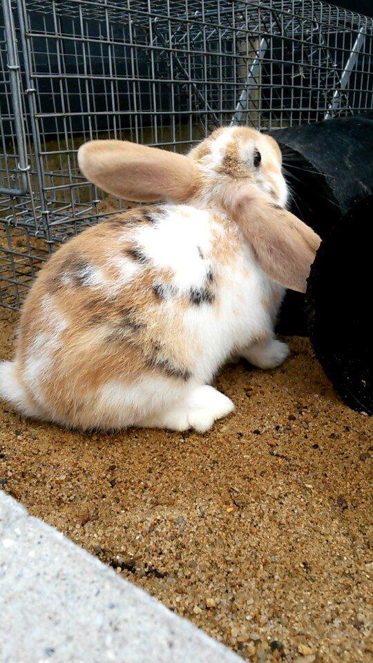 Kanin Lilje billede 3