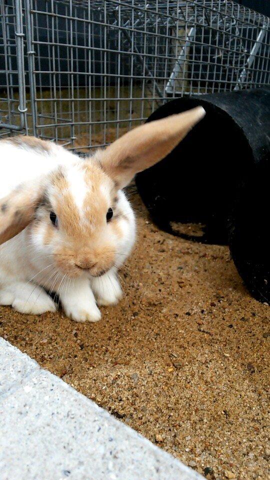 Kanin Lilje billede 4