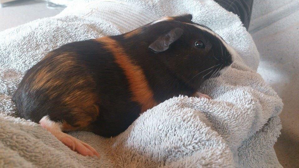 Marsvin Kejser billede 10