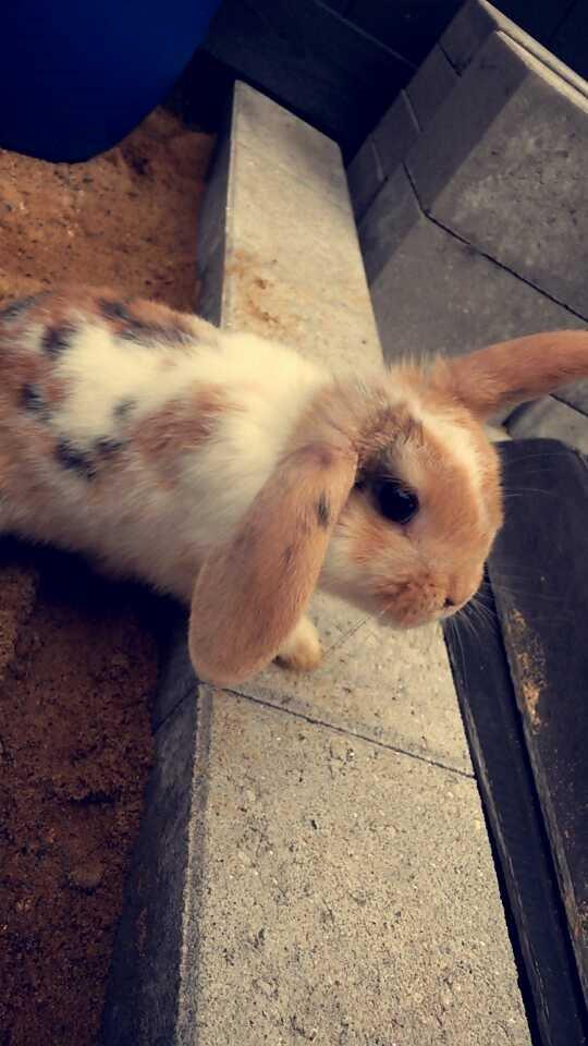 Kanin Lilje billede 8