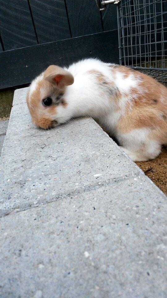 Kanin Lilje billede 11