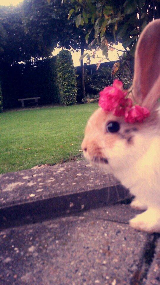 Kanin Lilje billede 13