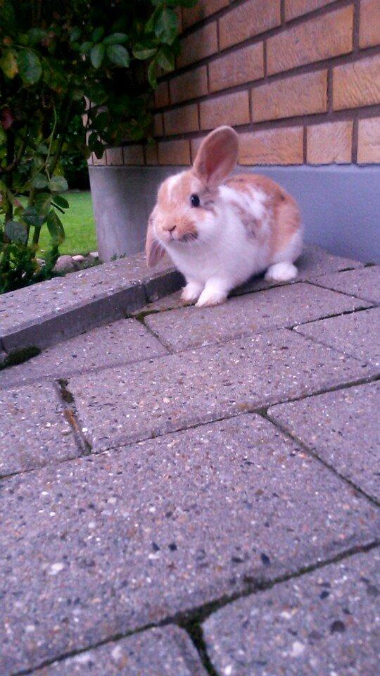 Kanin Lilje billede 14