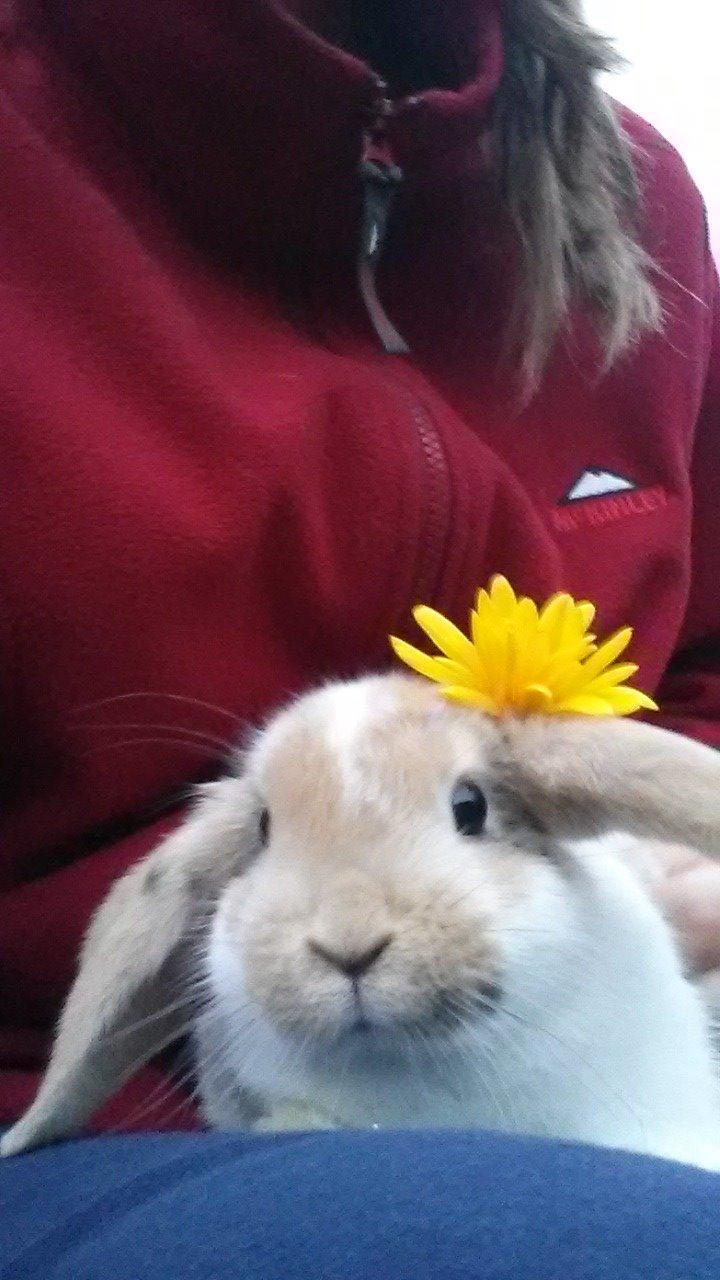 Kanin Lilje billede 17