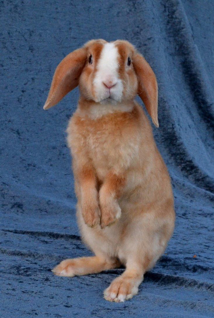 Kanin Ministalds Tellus billede 17