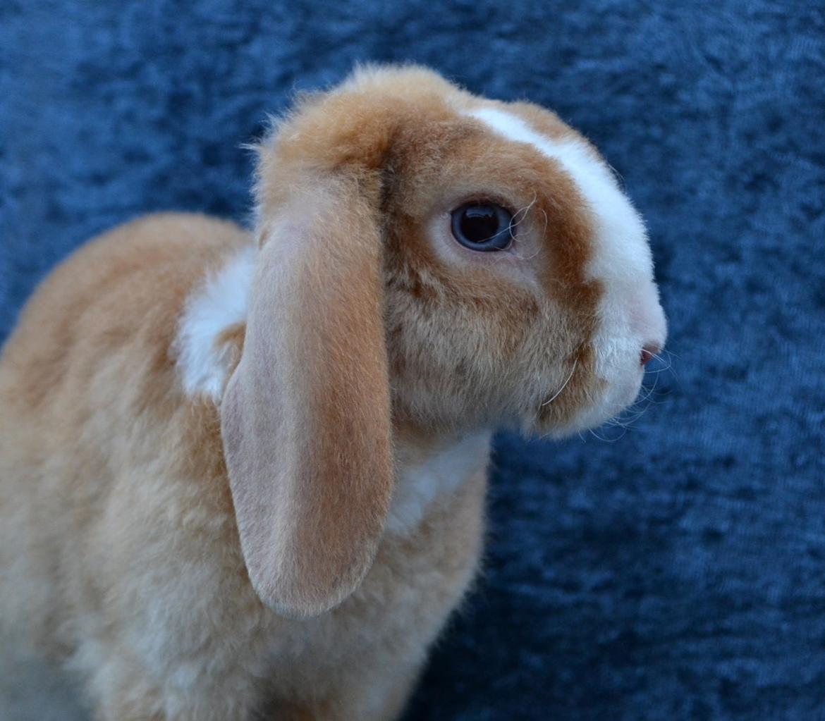 Kanin Ministalds Tellus billede 16