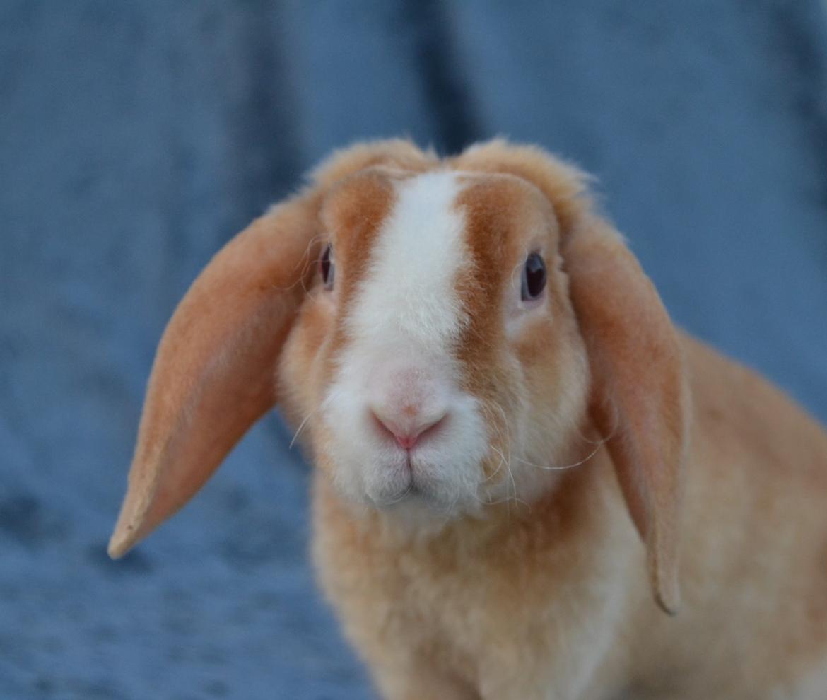 Kanin Ministalds Tellus billede 18