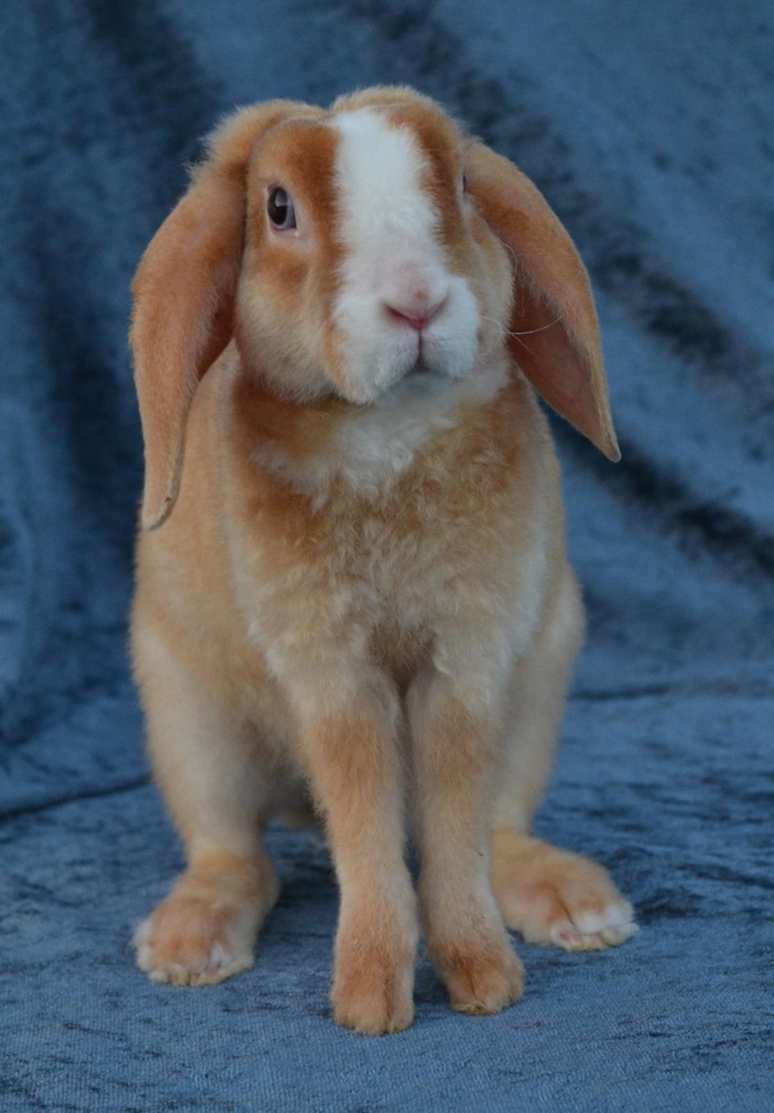 Kanin Ministalds Tellus billede 13