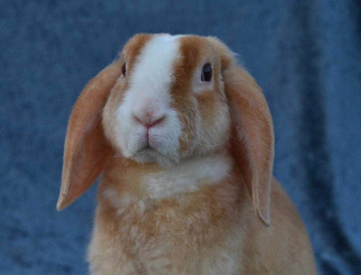 Kanin Ministalds Tellus billede 11