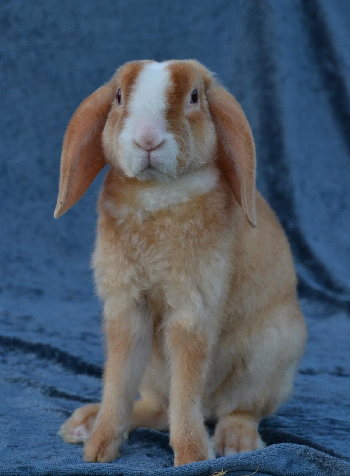 Kanin Ministalds Tellus billede 19