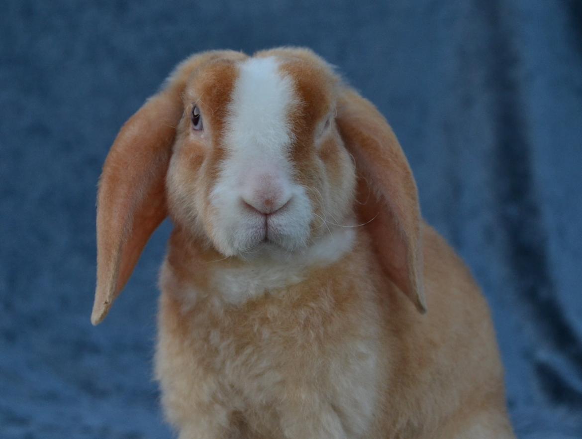 Kanin Ministalds Tellus billede 20