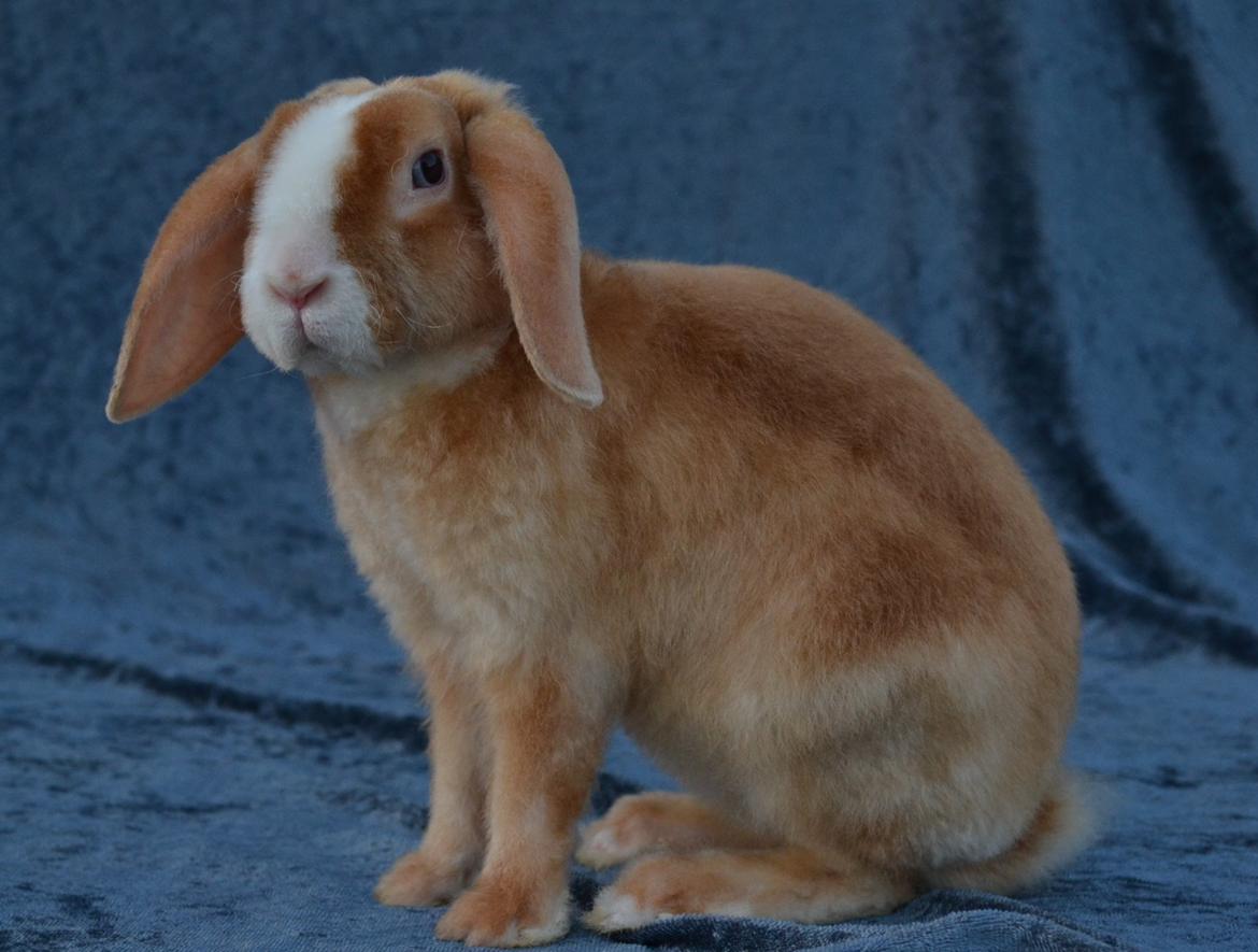 Kanin Ministalds Tellus billede 2