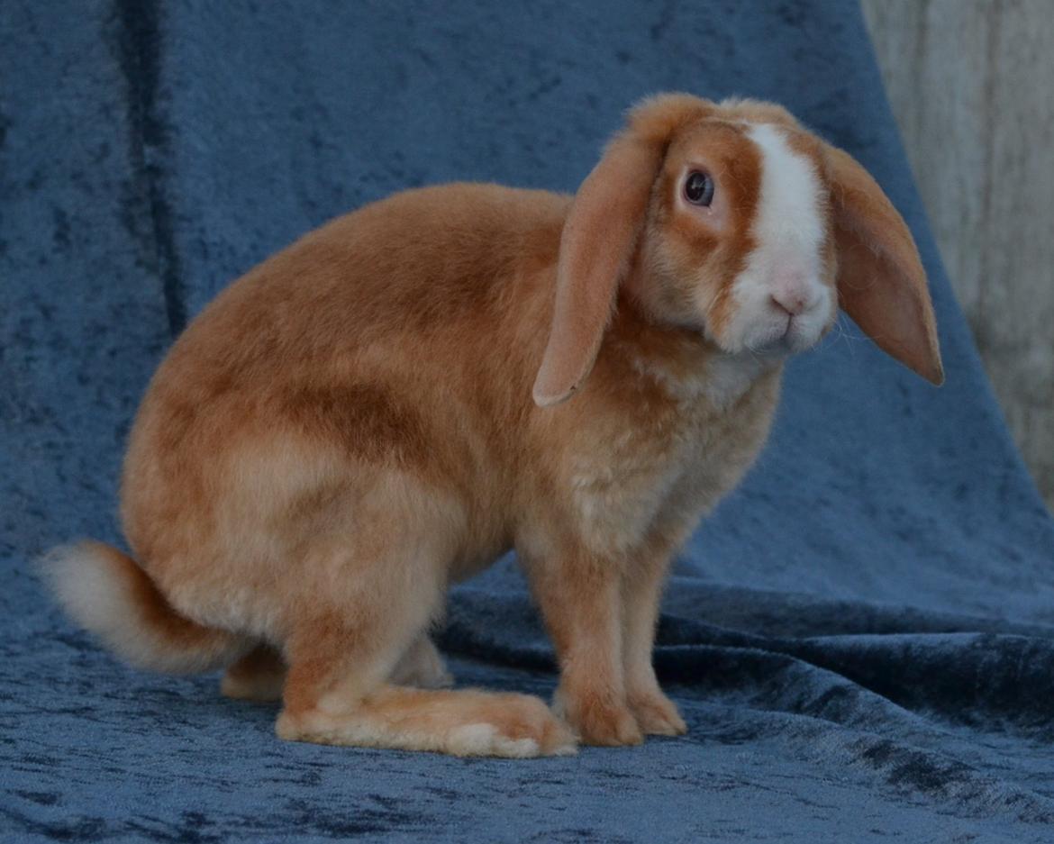 Kanin Ministalds Tellus billede 9