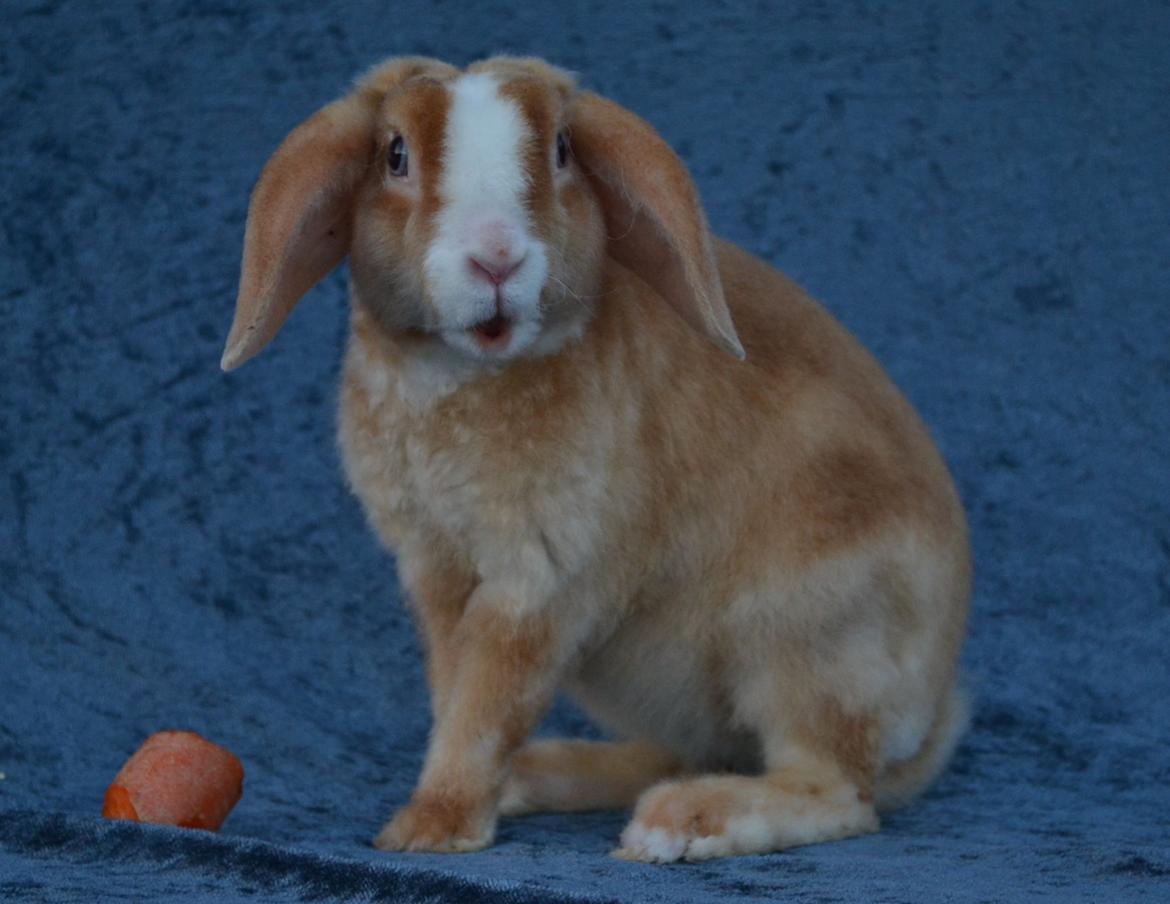 Kanin Ministalds Tellus billede 5