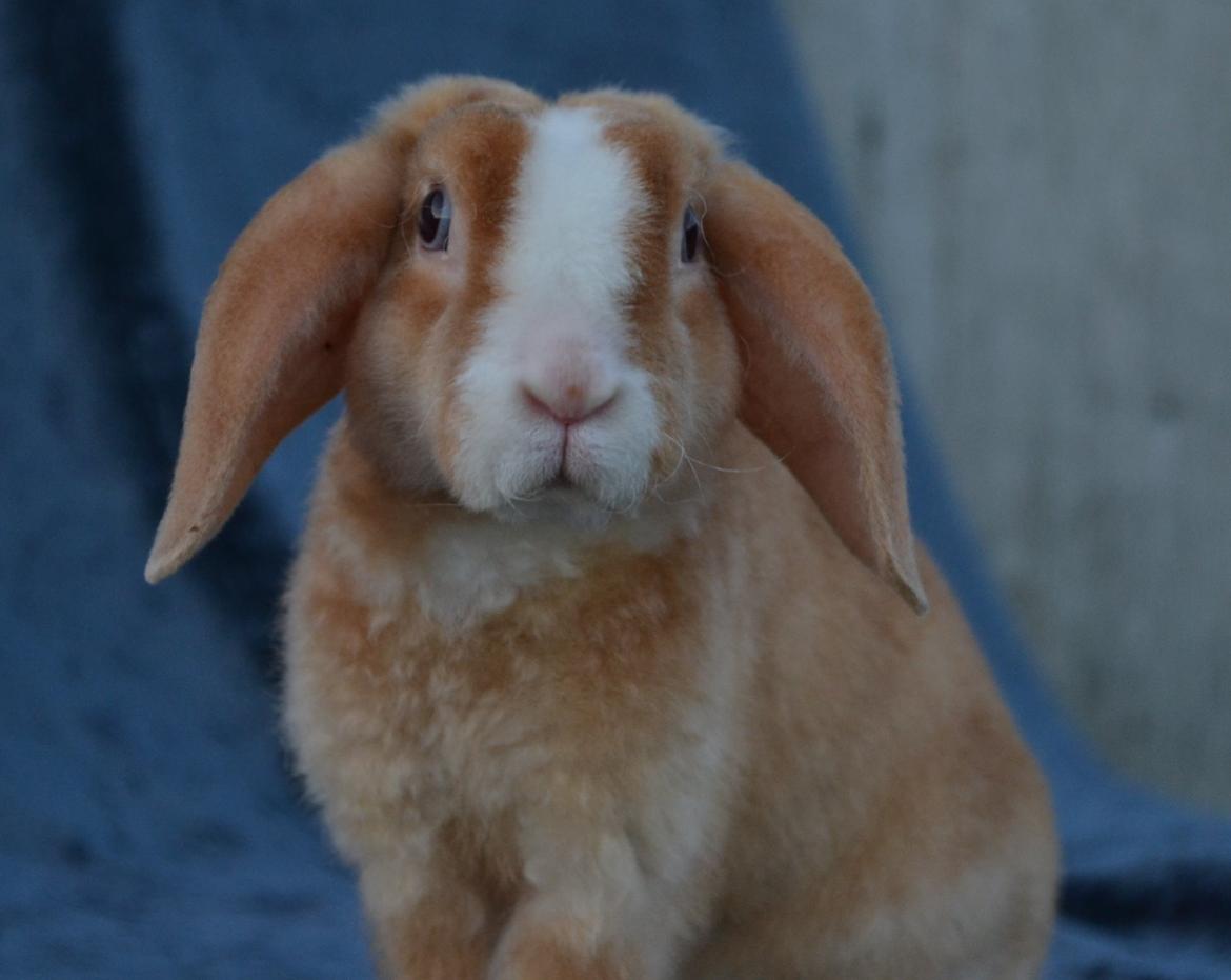 Kanin Ministalds Tellus billede 7